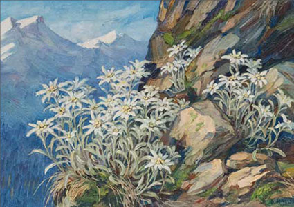 AH 7  «Edelweiss»