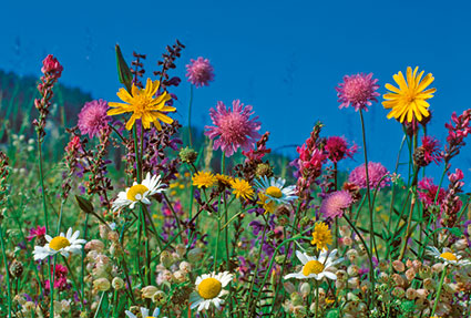 Rd 18 «Wiesenblumen»