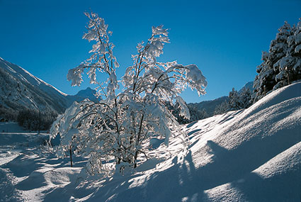 Le 48 «Wintermorgen bei Pontresina»